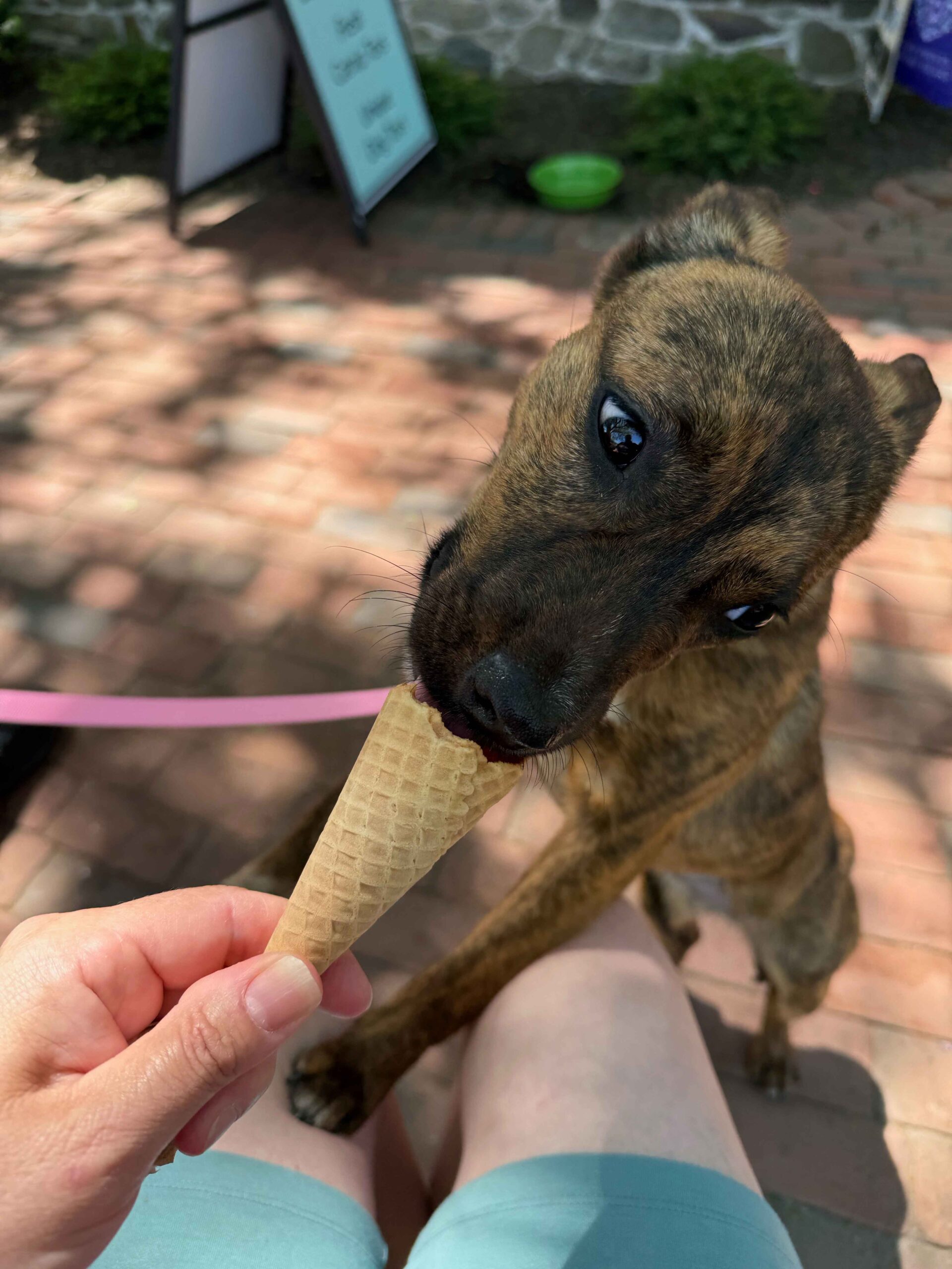 Zinnia-finishing-an-ice-cream-cone