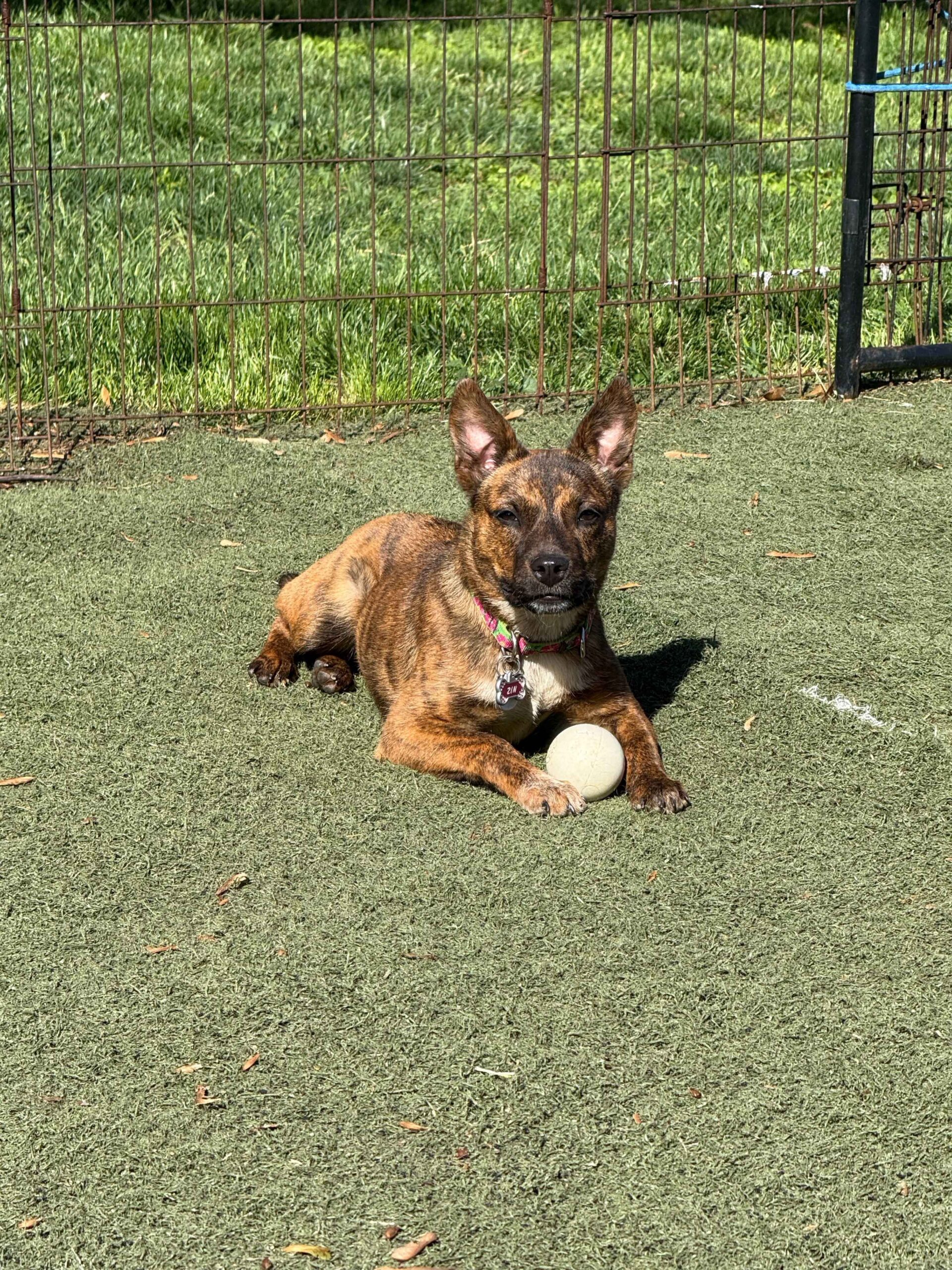 Zinnia-lying-down-with-ball