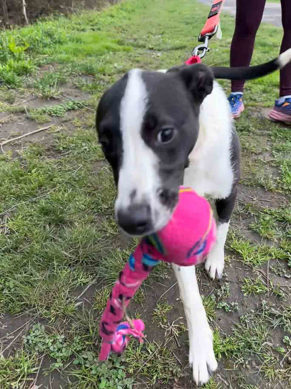 cherry-holding-a-toy