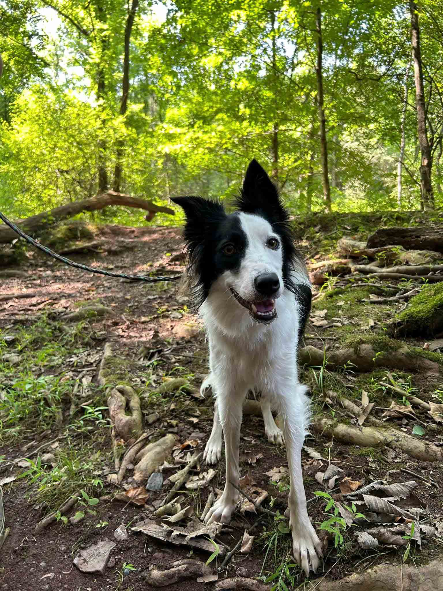 Paisley-standing-in-the-woods
