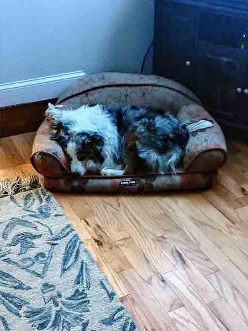 max-in-dog-bed