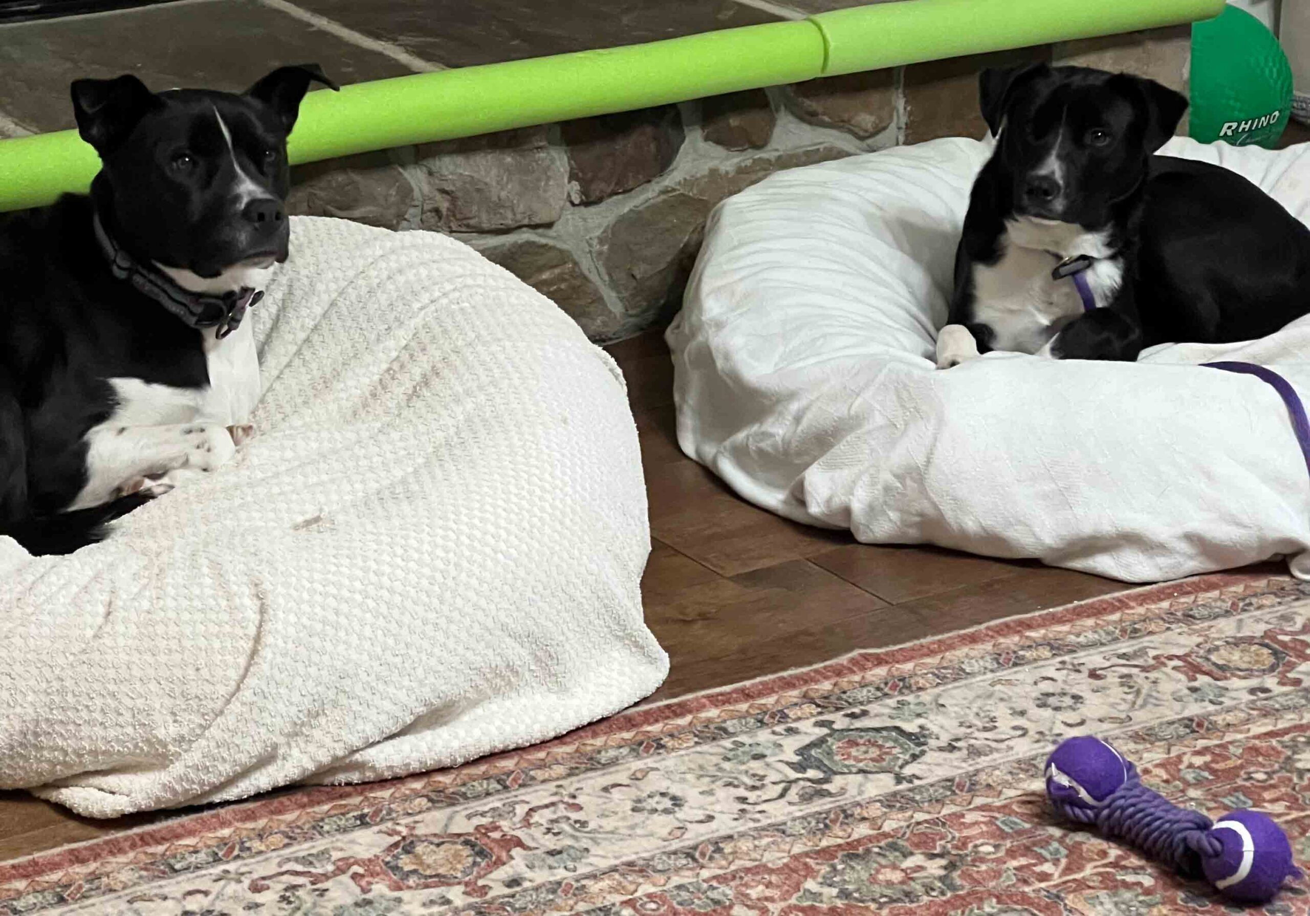 Jeffrey-and-buddy