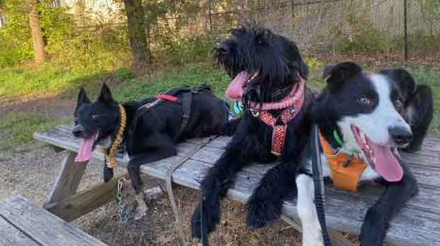 Ace on a picnic table with his friends