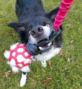 Border collie tugging on a pink bungie toy from naturaldawgshop