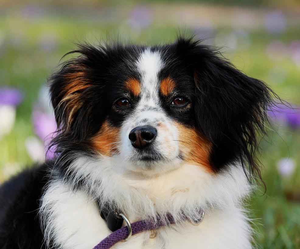 australian Shepherd puppy. Very cute face.