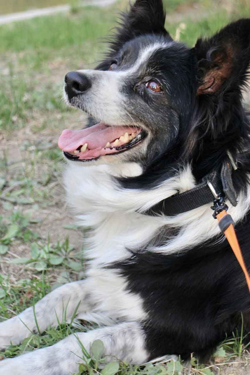 senior border collie lying in grass with a big smile