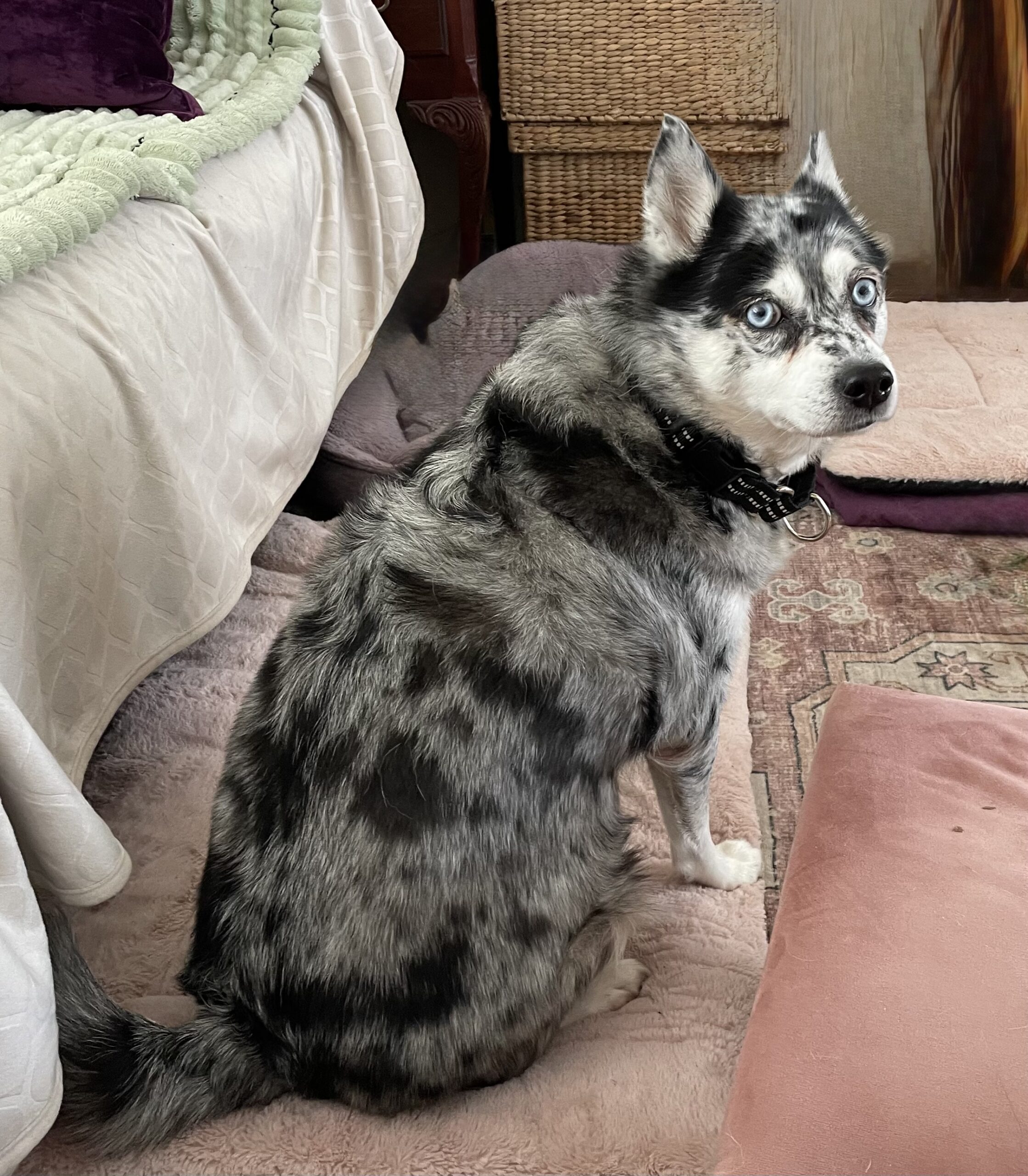 Ace sitting
