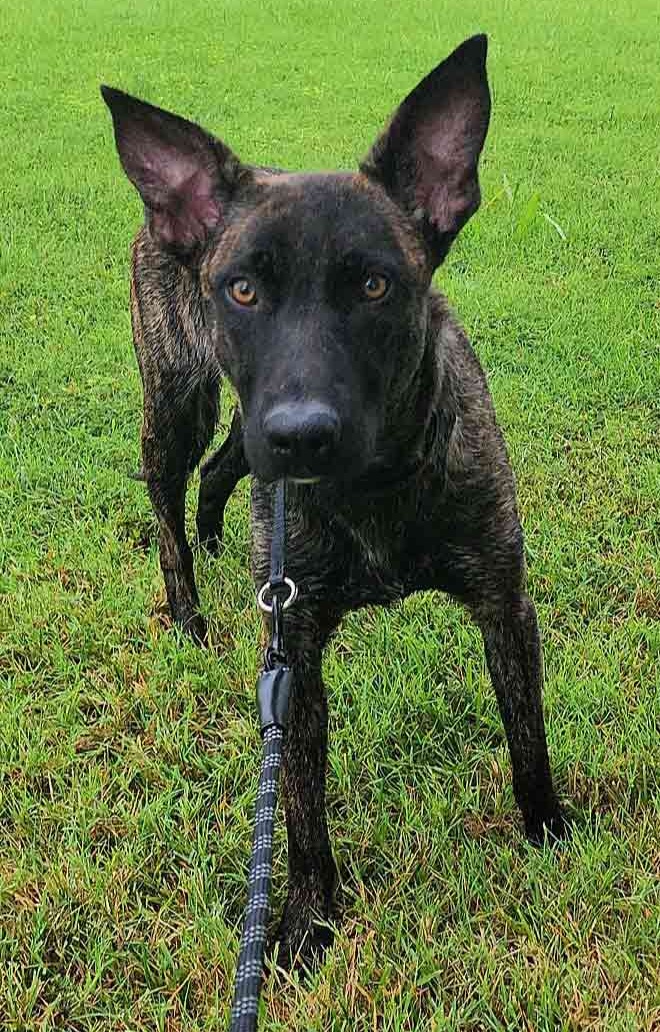 Ace sitting