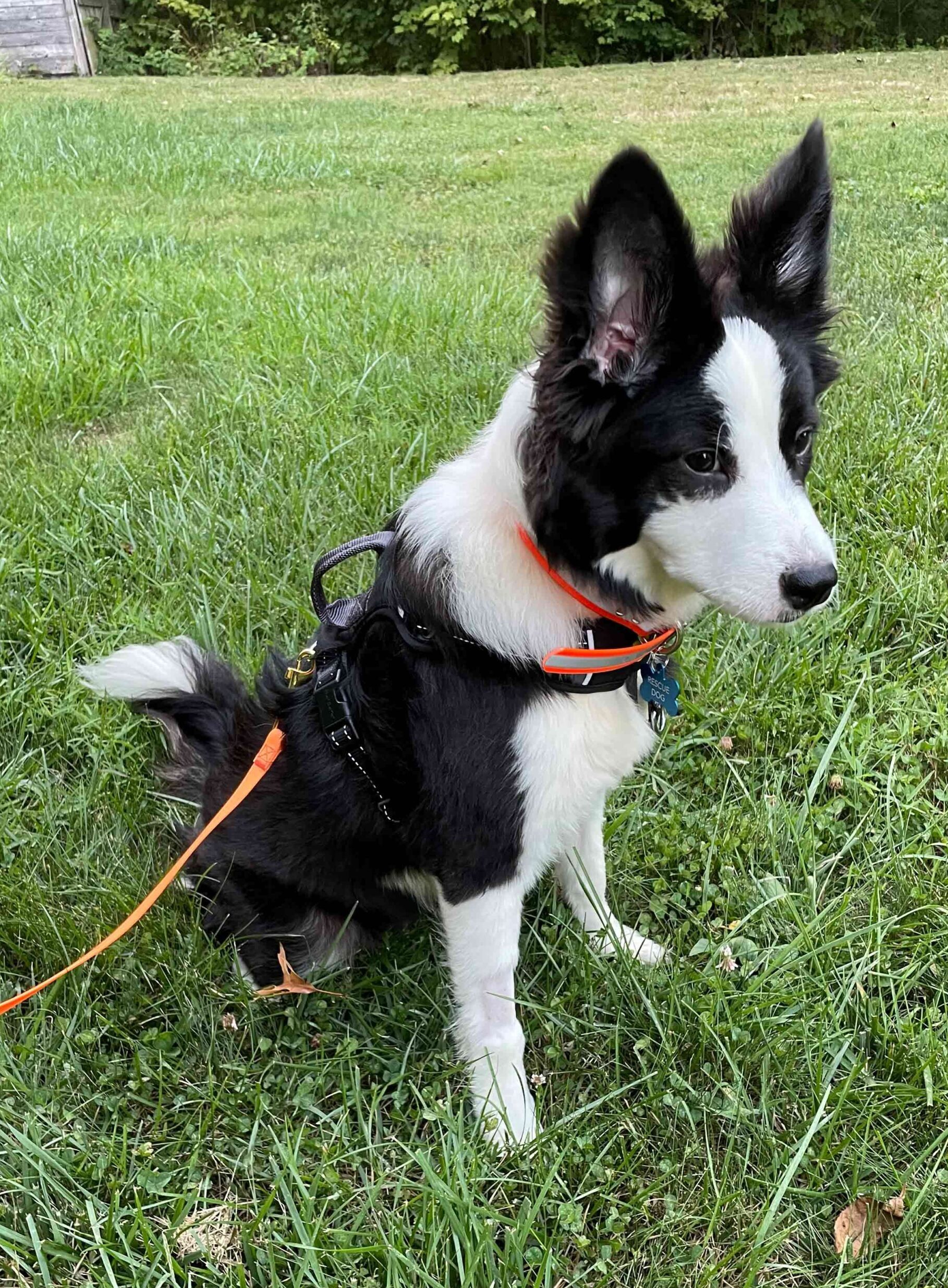 Ace sitting