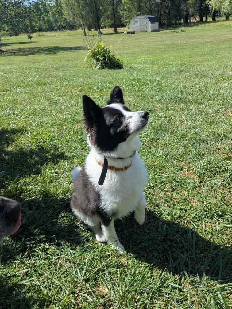 max-sitting-attentively