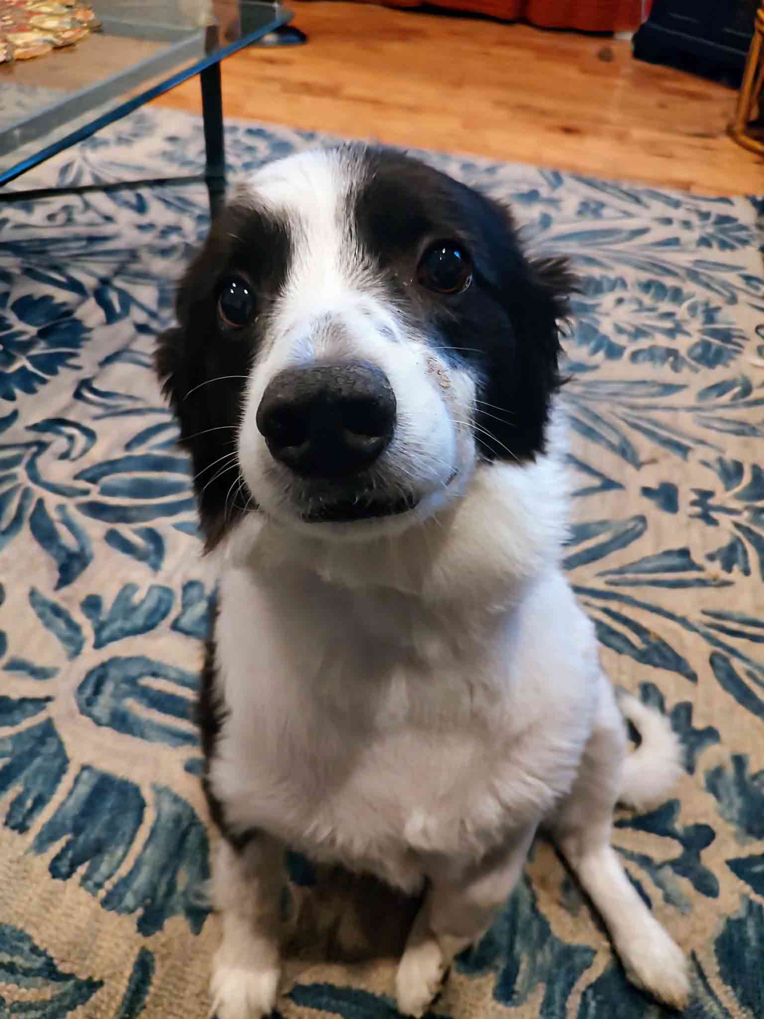 max-soft-eyes