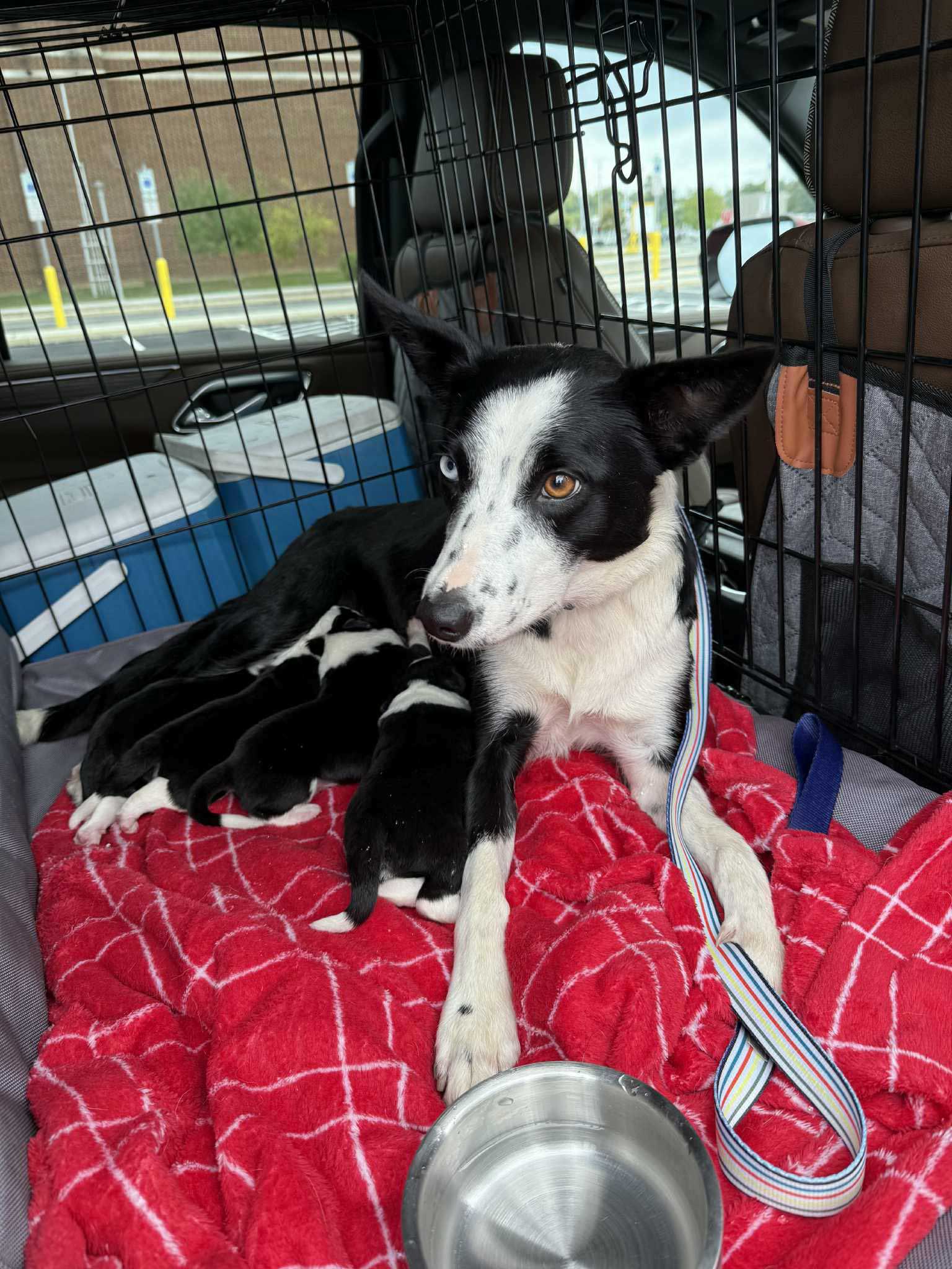 Hope-and-pups-freedom-ride