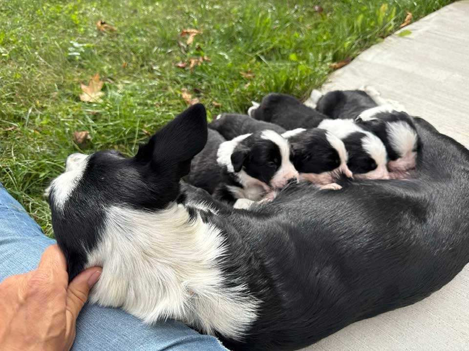 Hope-with-pups-nursing