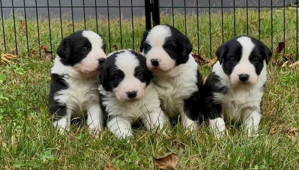 Hope's-four-pups