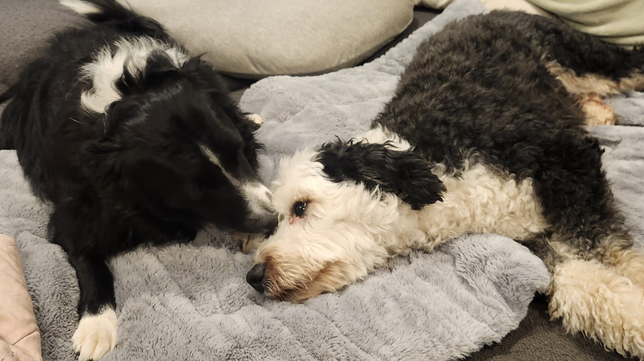Roxie and friend on blanket 1