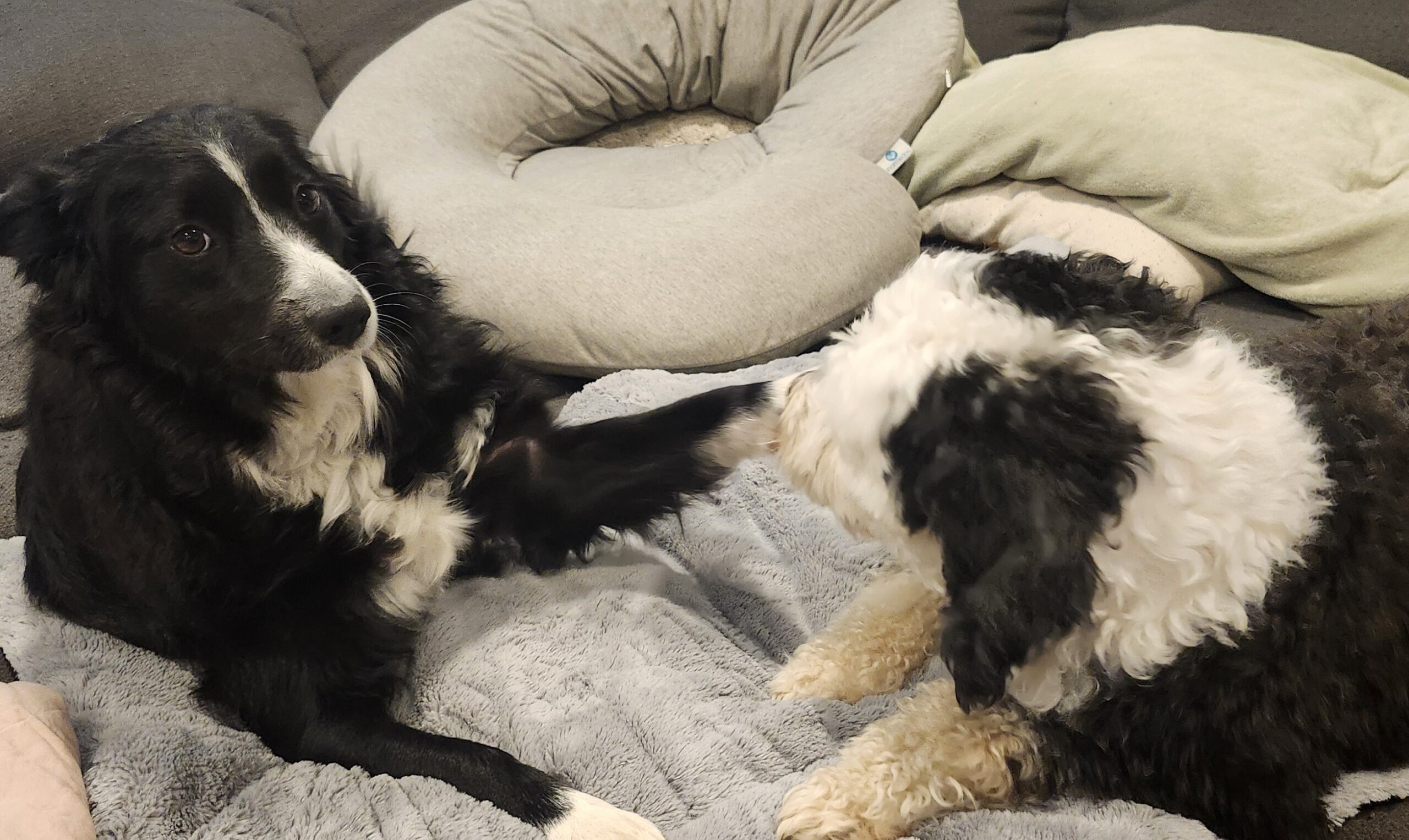 Roxie and friend on blanket 2