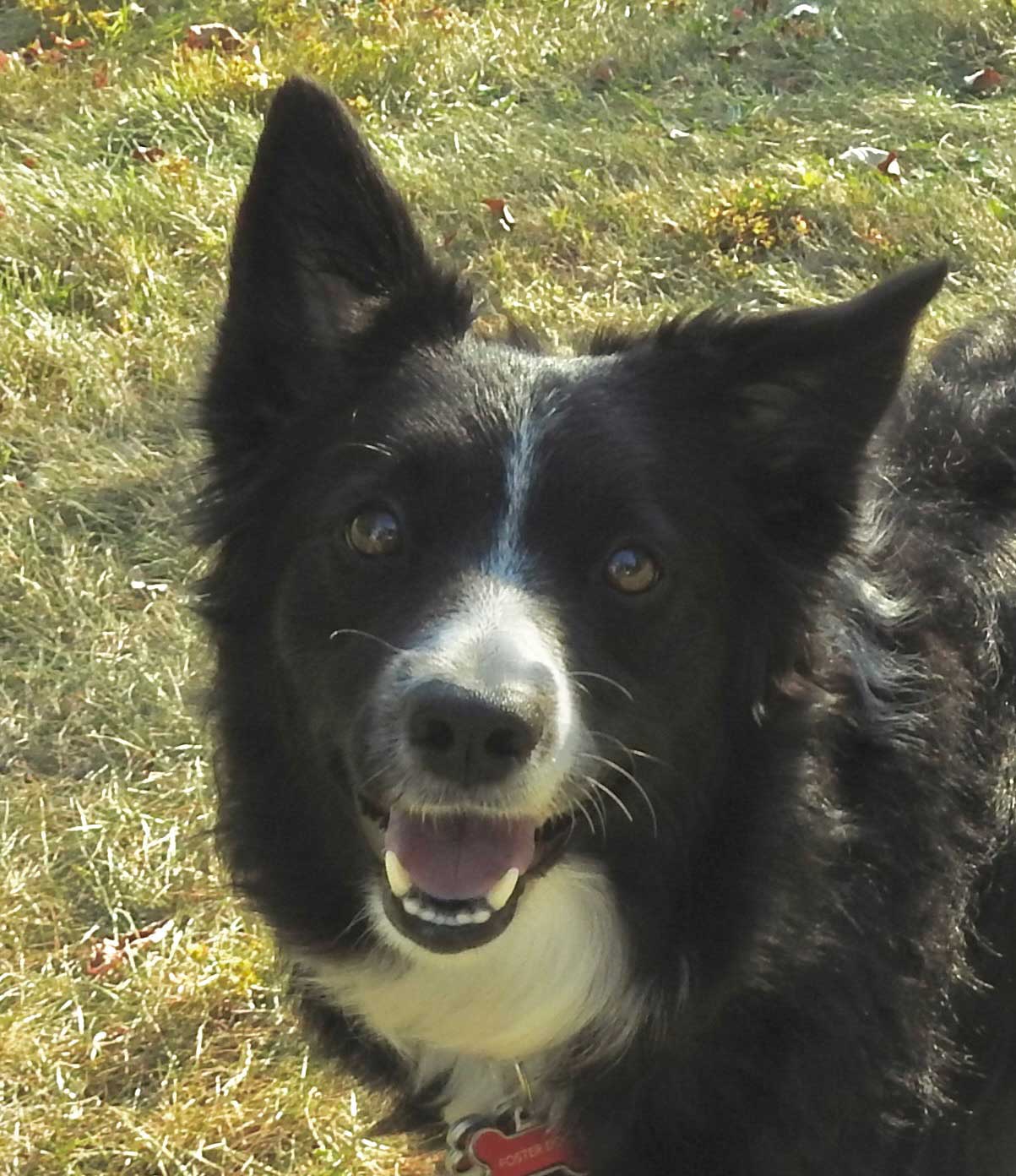 Roxie-face
