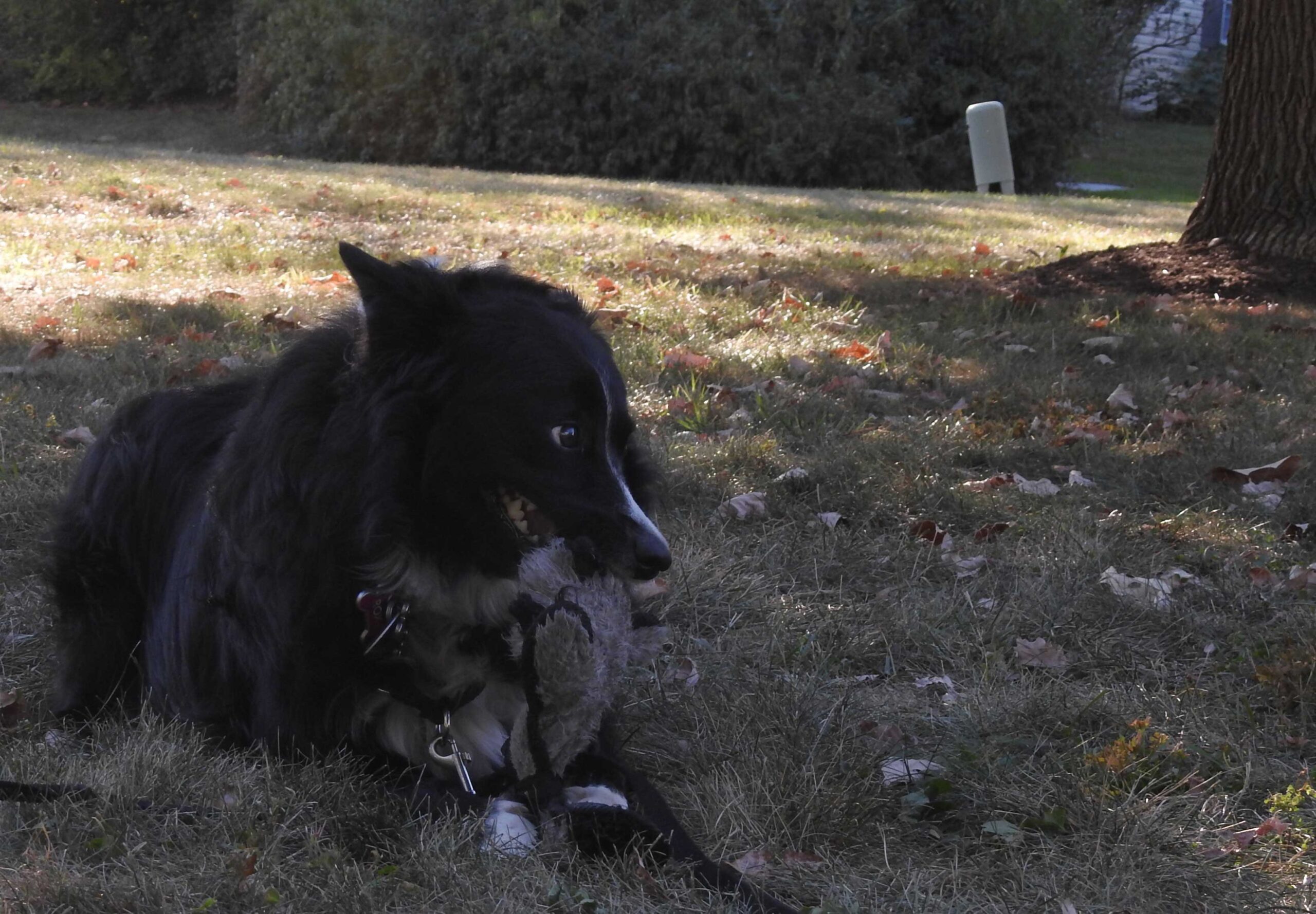 Roxie-lying-with-stuffy-toy