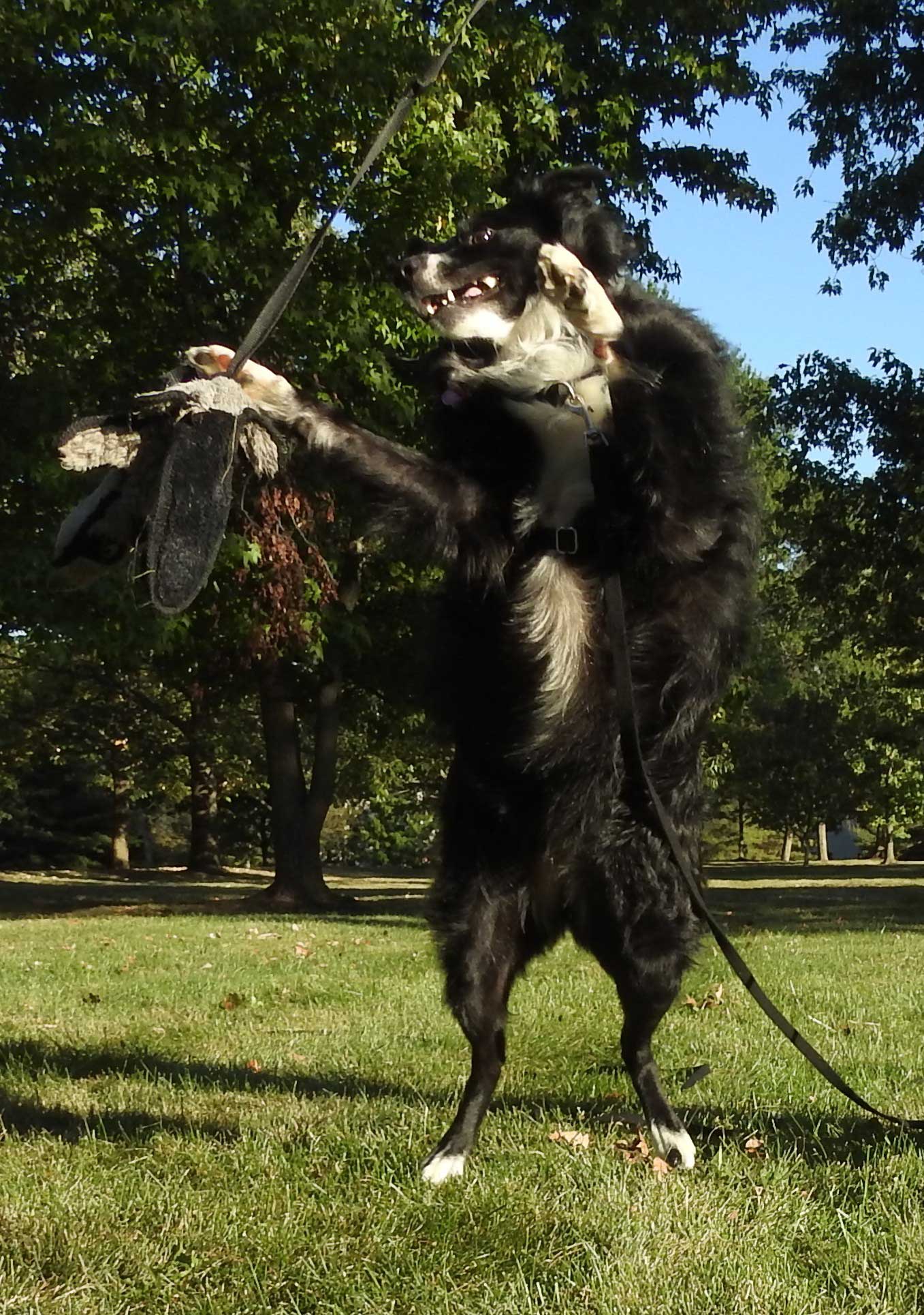 Roxie-on-back-feet-playing-with-stuffy-toy