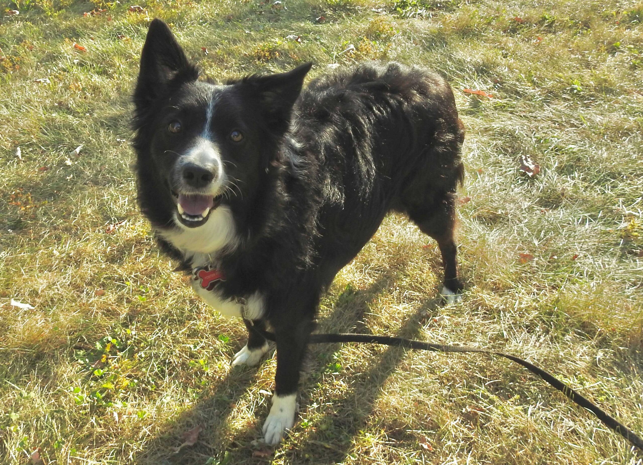 Ace sitting