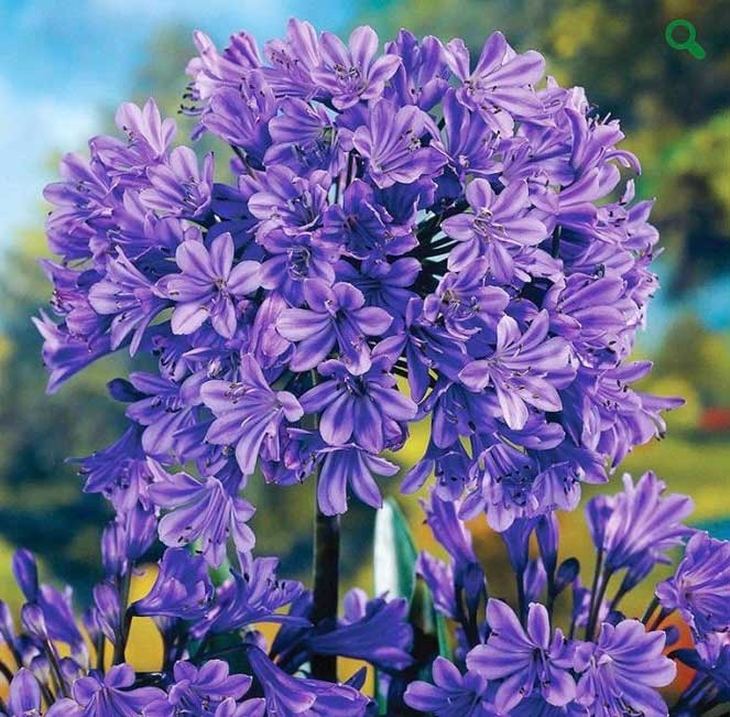 agapanthus-blue