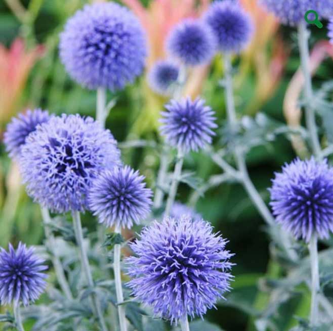 blue-globe-thistle