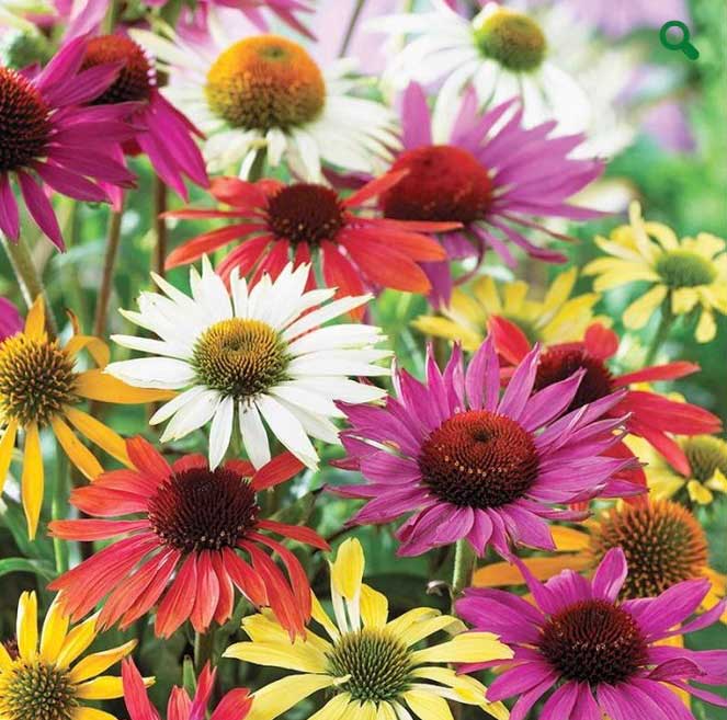 mixed-coneflowers