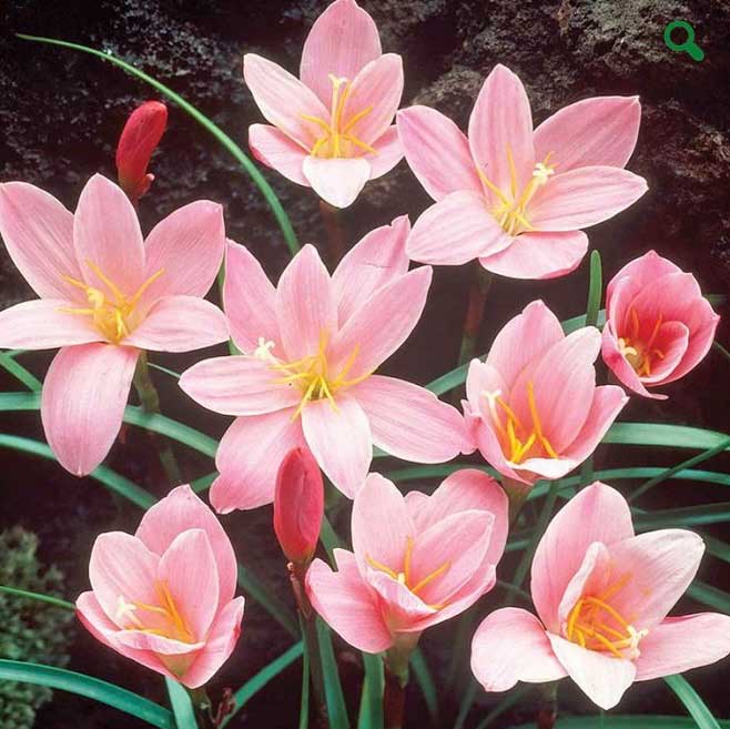 pink-fairy-lilies