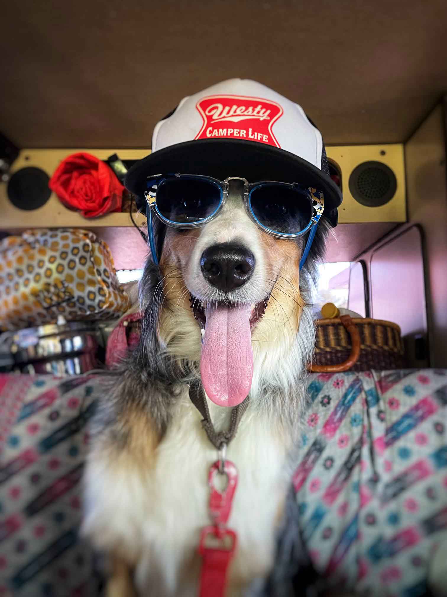 Ace sitting