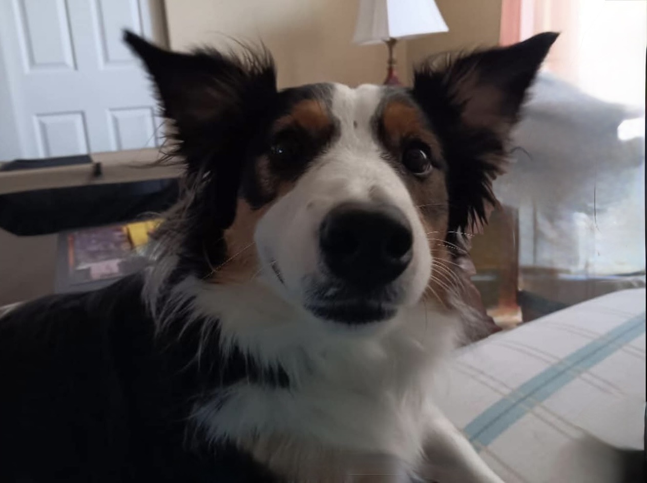 Pip close up face 2