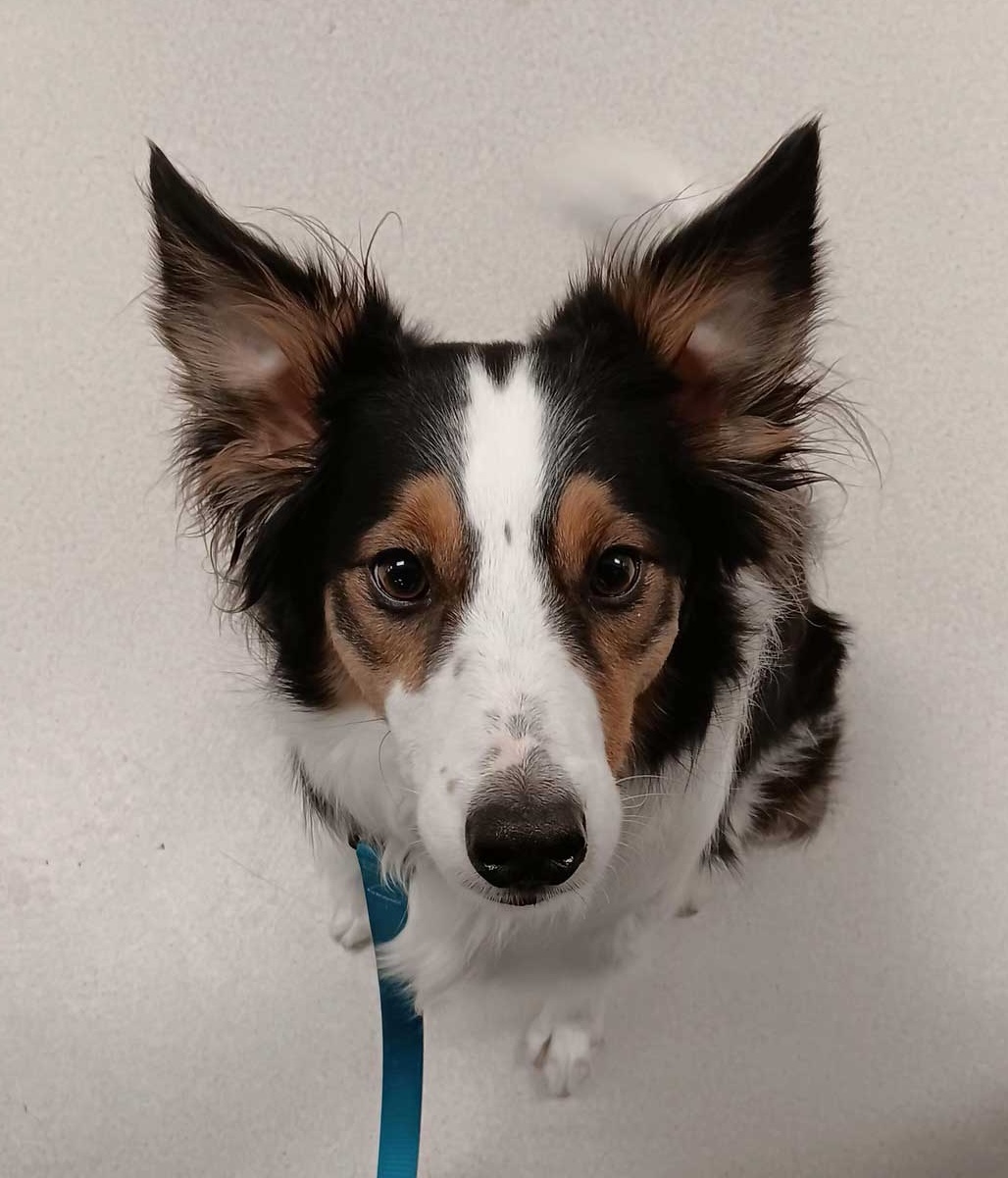 Pip-face