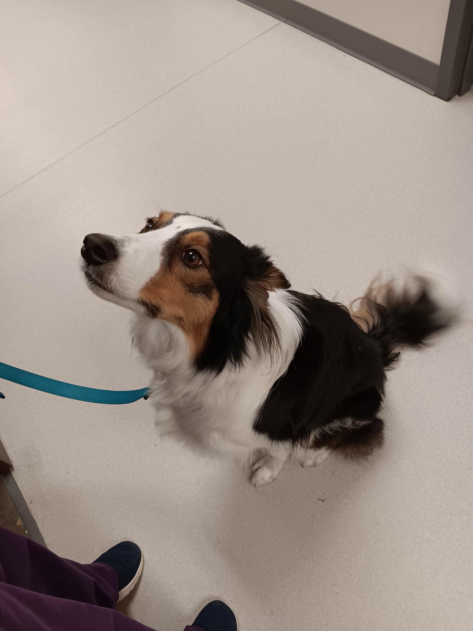 Pip looking up to left Ace sitting