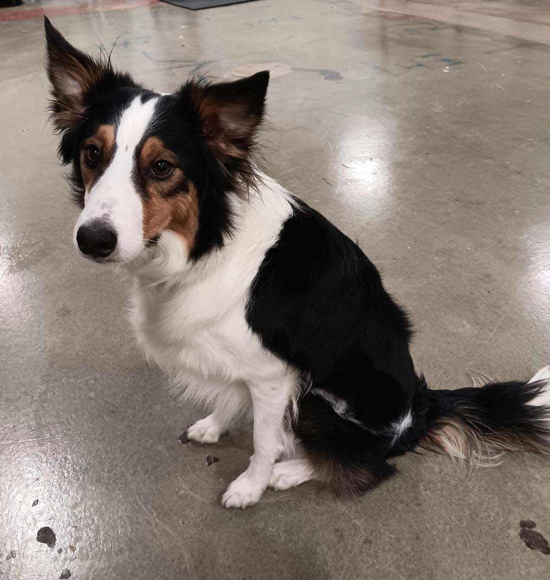 Pip-sitting