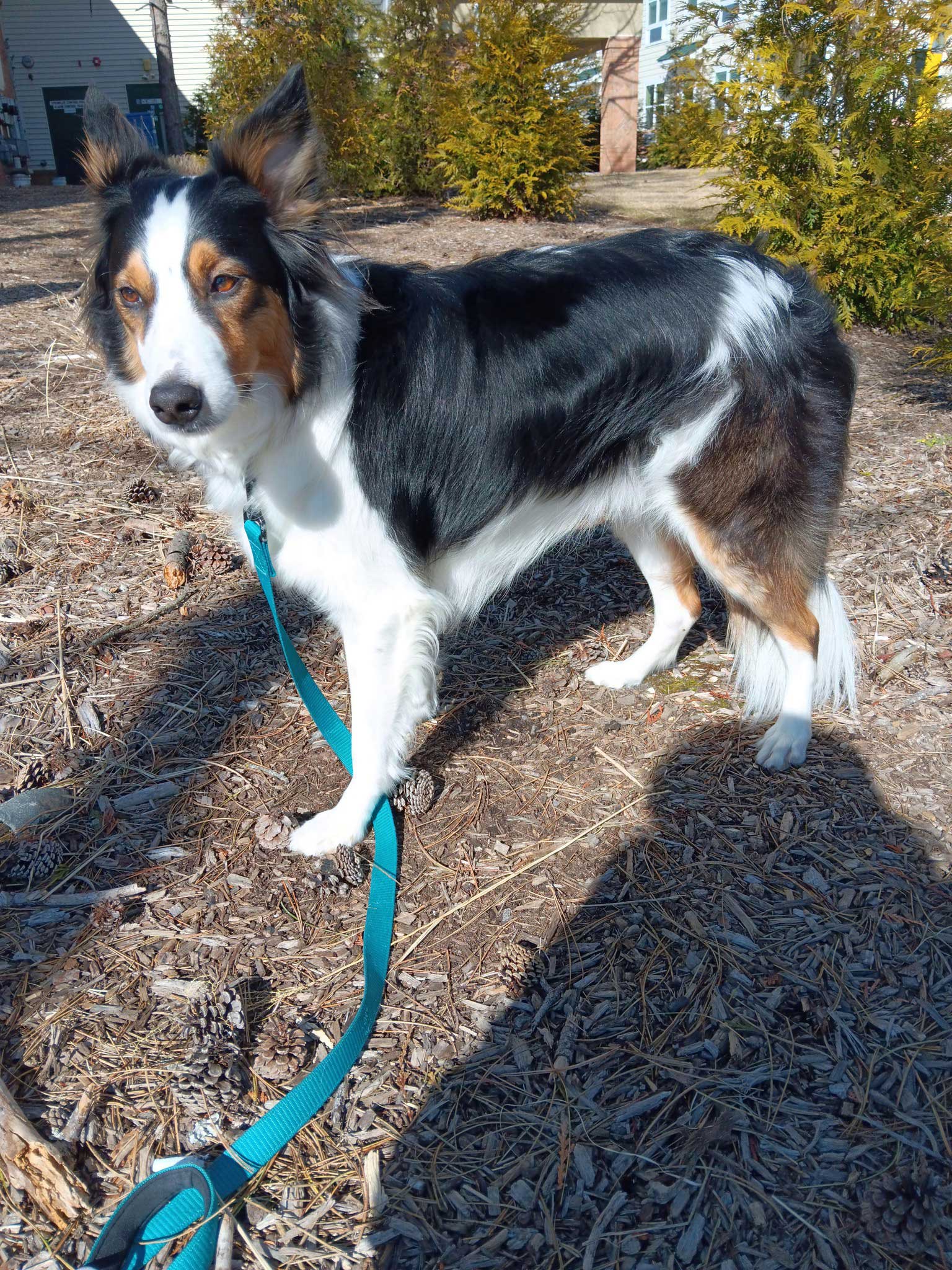Pip-standing-facing-left