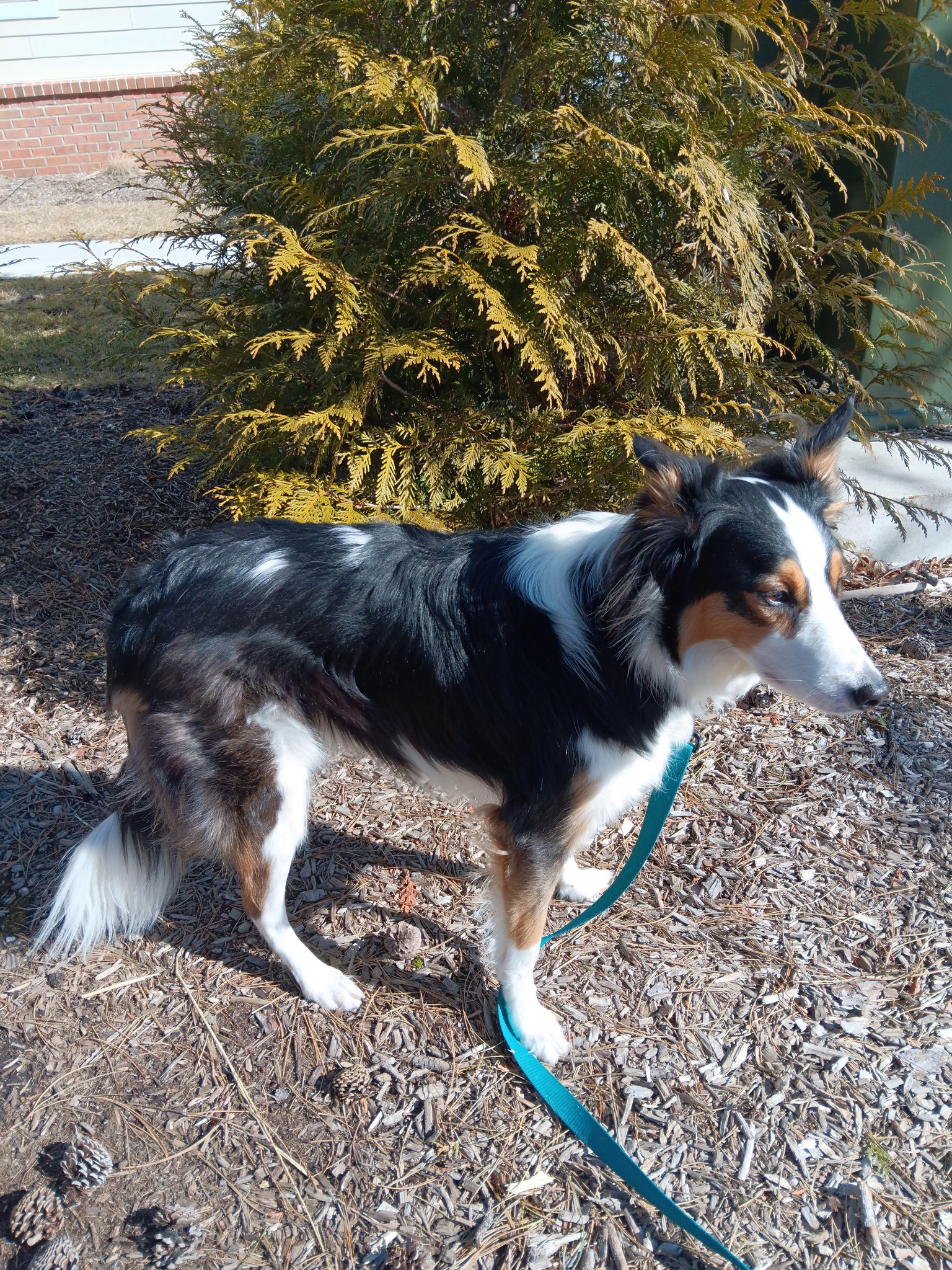 Pip standing facing right