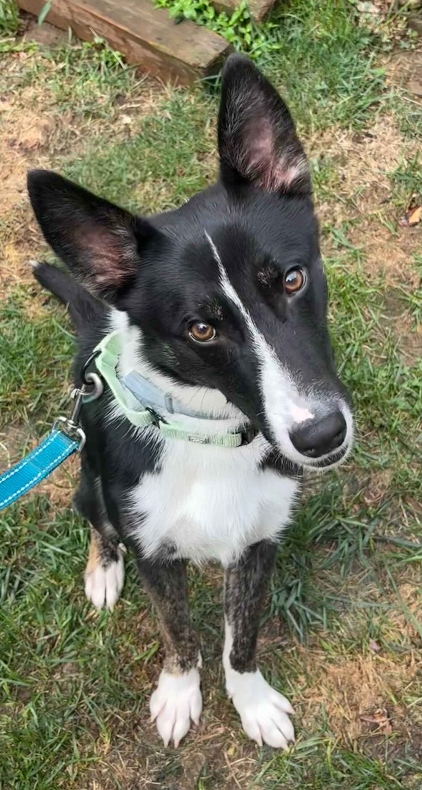 Ace sitting