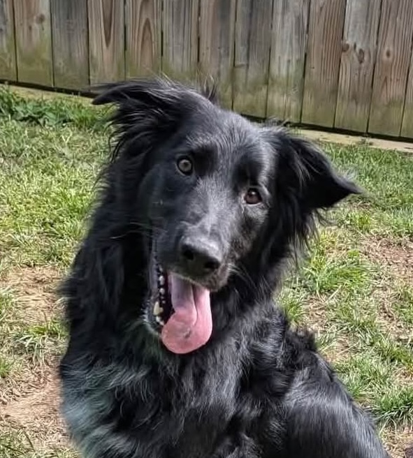 Bear face