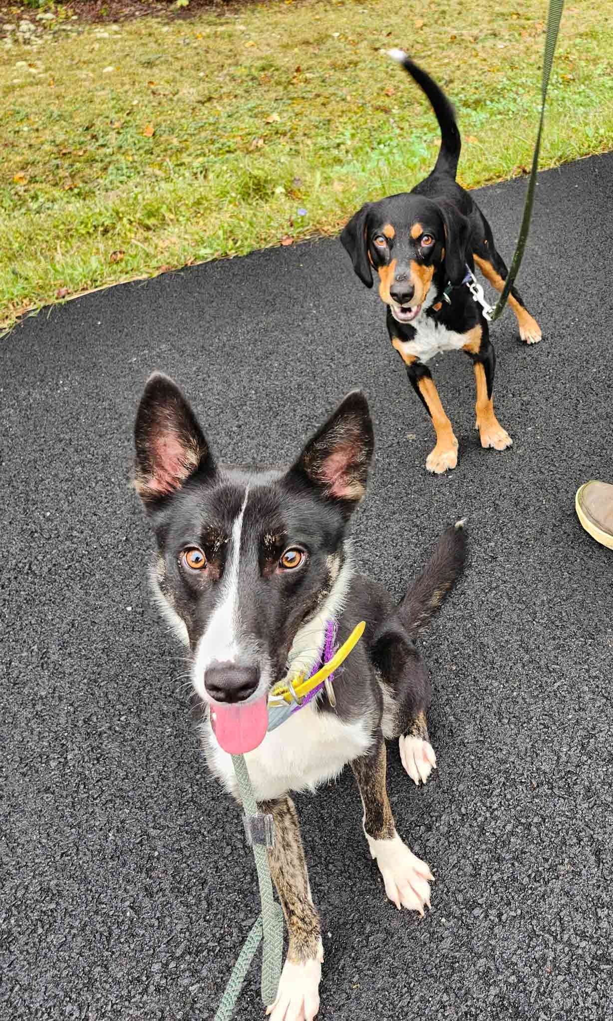 Stone-and-hound