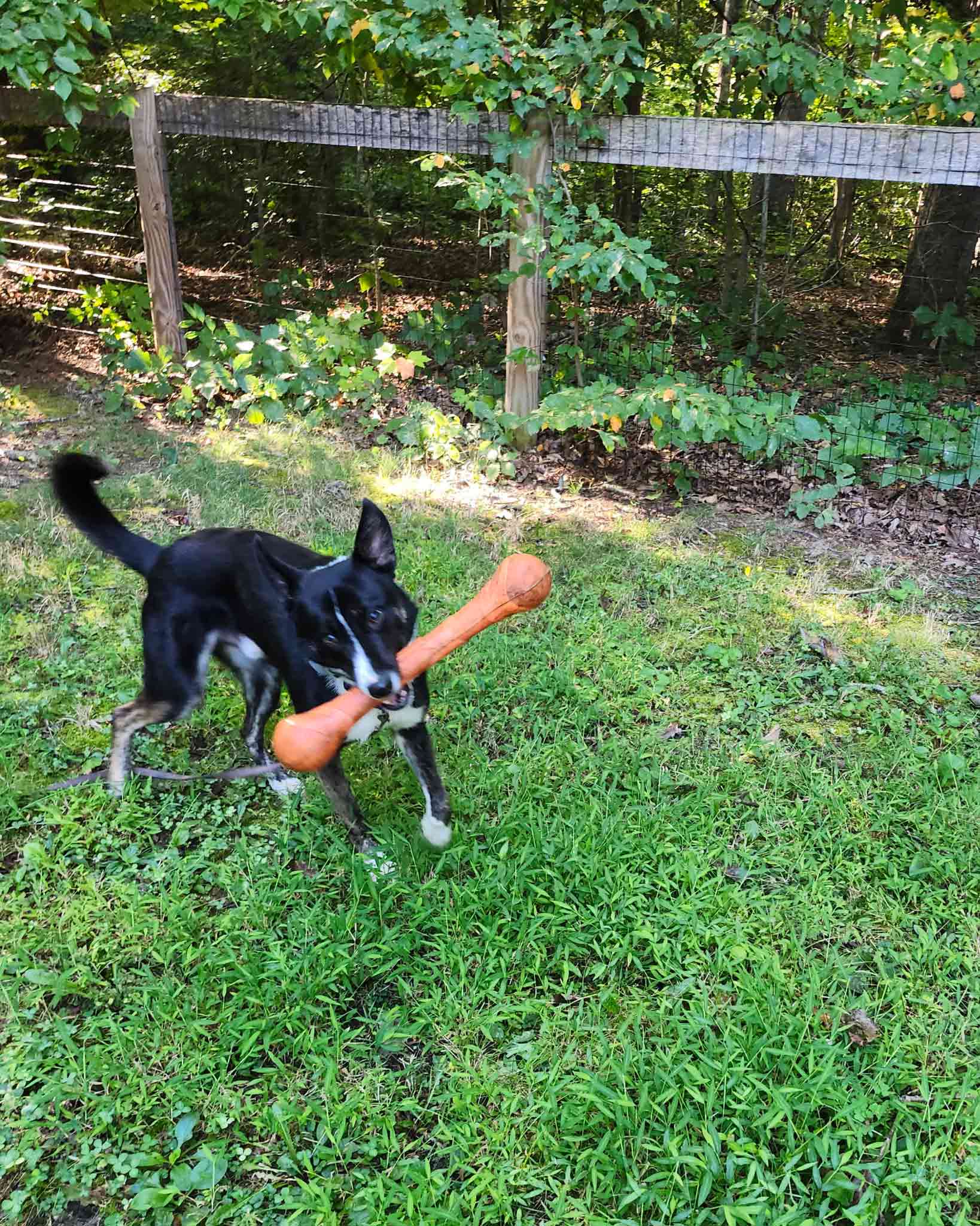 Stone-with-orange-toy